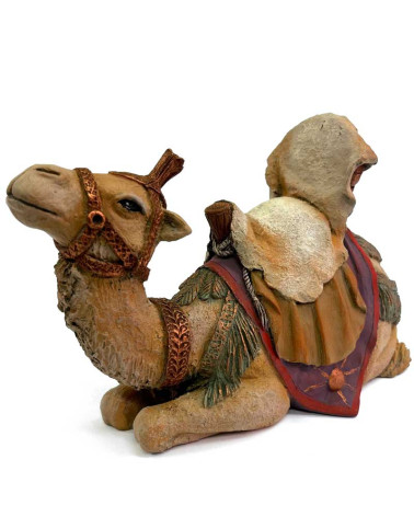 Camell Rei Baltasar 17-20cm.