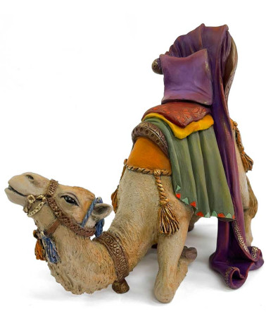 Camell Rei Melcior 17-20cm.